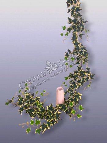 Лиана Плюща пёстролистная оптом в магазине ритуальных товаров