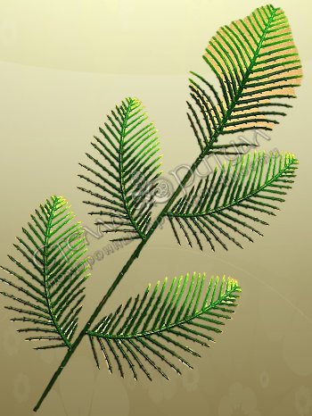 Зелень Лист "павлиний хвост" малый (40 сантиметров) оптом в магазине ритуальных товаров