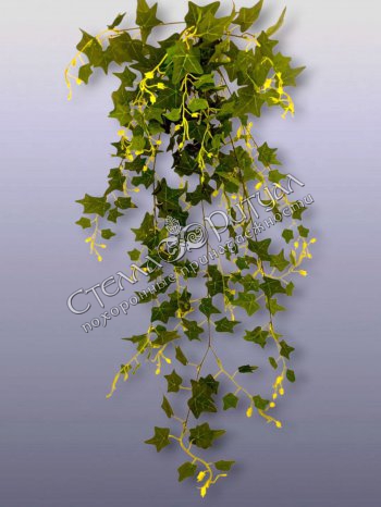 Лиана Плюща кустовая зеленая оптом в магазине ритуальных товаров