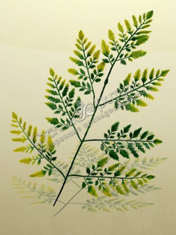 Зелень Лист папоротника (тонированный) (40 см) оптом в магазине ритуальных товаров