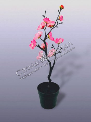Сакура горшечная розовая оптом в магазине ритуальных товаров