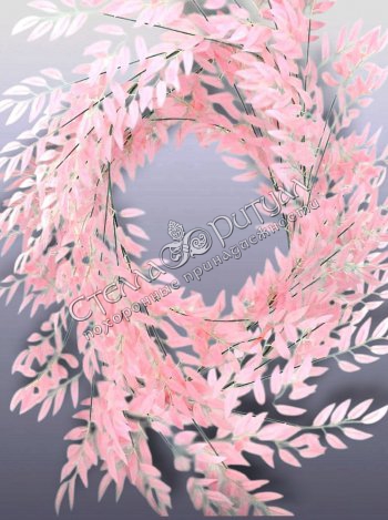 Лиана Лимонника розового оптом в магазине ритуальных товаров