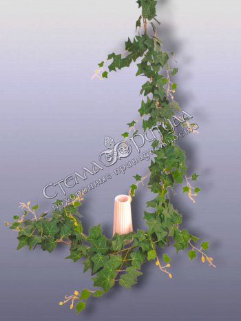 Лиана Плюща мелколистного оптом в магазине ритуальных товаров