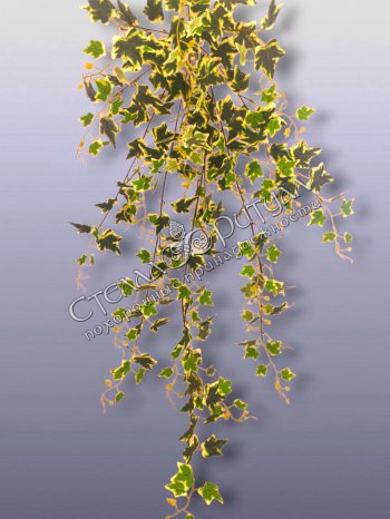 Лиана Плюща кустовая пёстролистная оптом в магазине ритуальных товаров